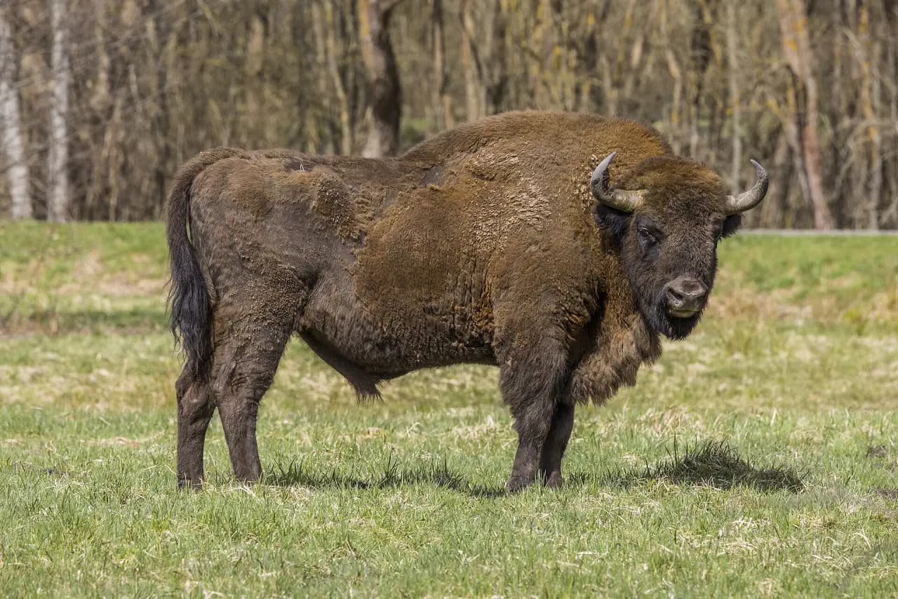 Białowieża Forest (Puszcza Białowieska)