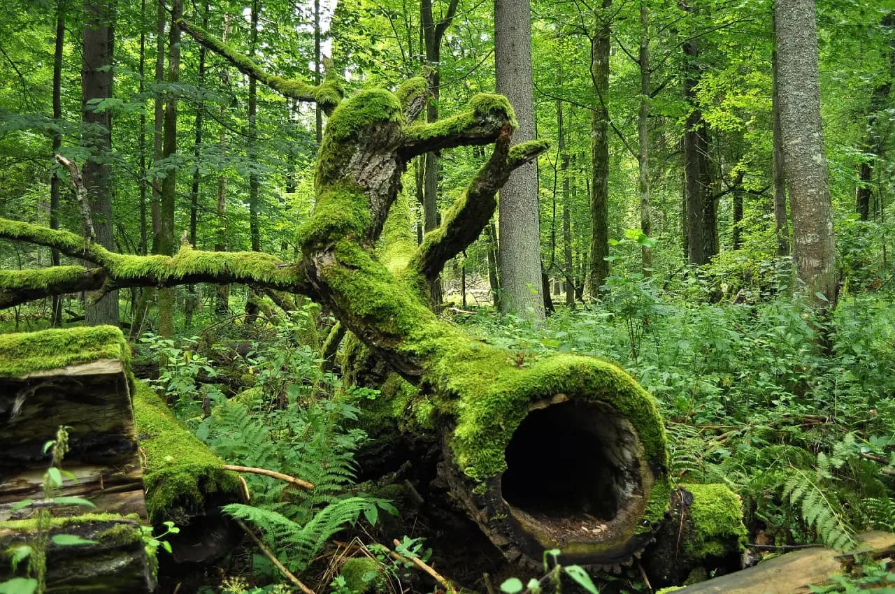 Białowieża Forest (Puszcza Białowieska)