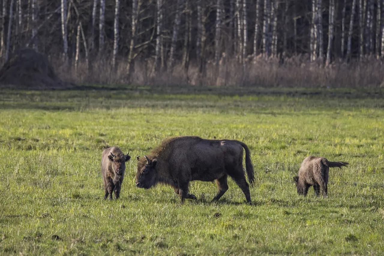 Białowieża Forest (Puszcza Białowieska)