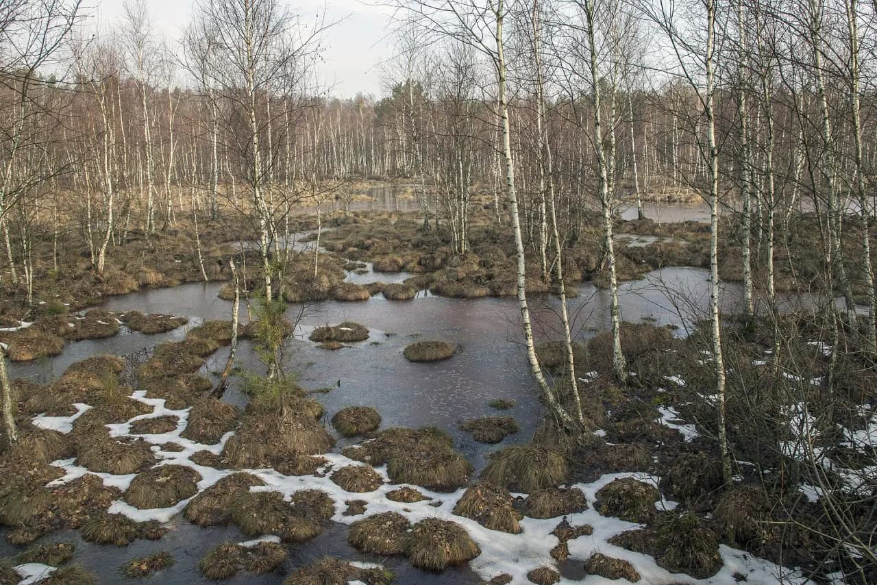 Biebrza National Park (Biebrzański Park Narodowy)